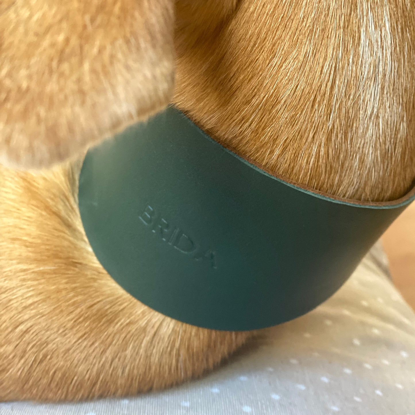 Collar de galgo