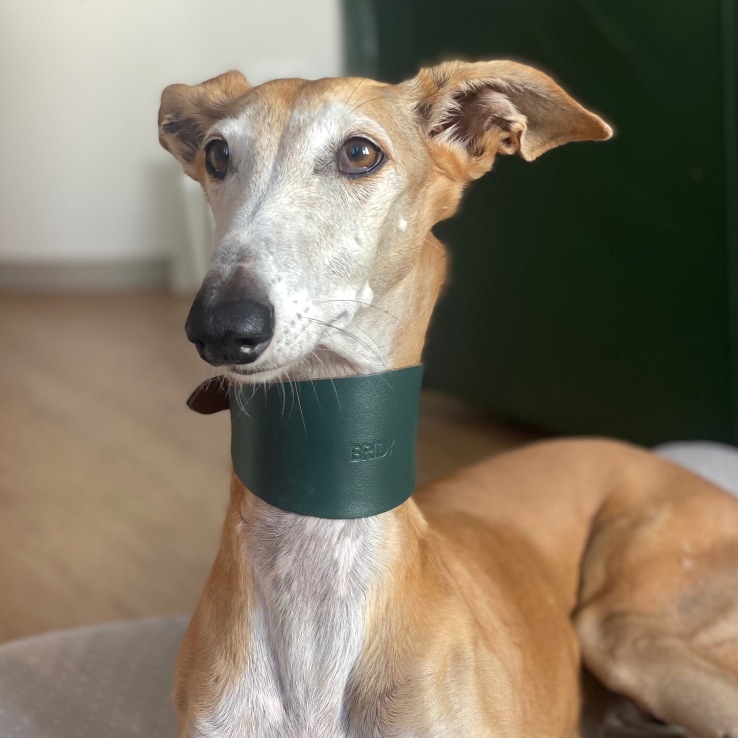 Collar de galgo