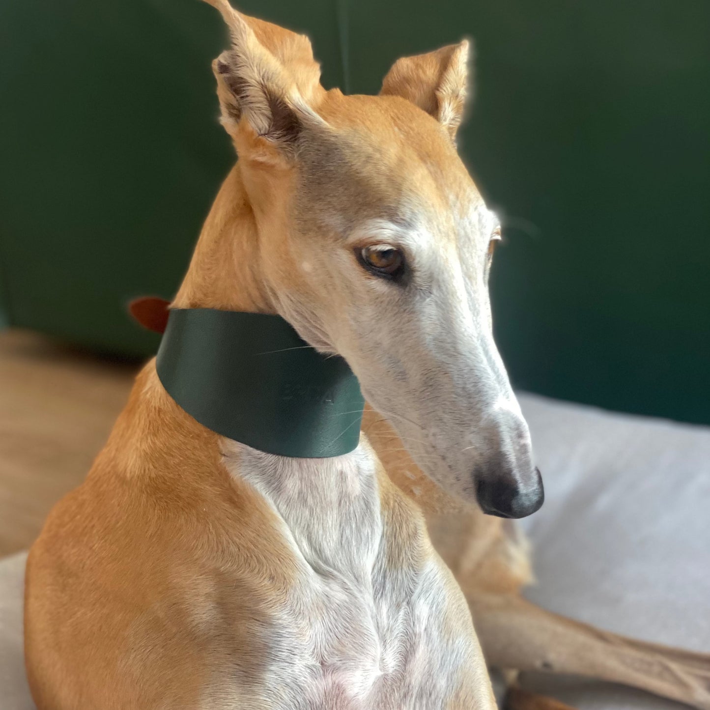 Collar de galgo